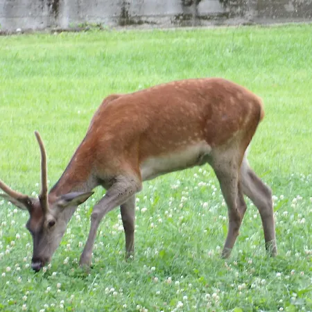 Homestay Dworek Na Rowni Zakopane