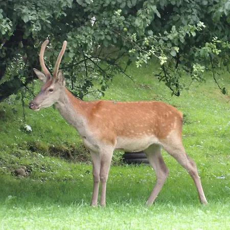홈스테이 Dworek Na Rowni 자코파네