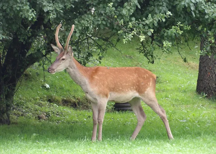 Ubytování v soukromí Dworek Na Rowni Zakopane